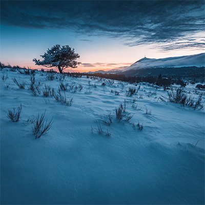 Arbre solitaire en hiver face à la chaîne des puys, Auvergne, BrOk