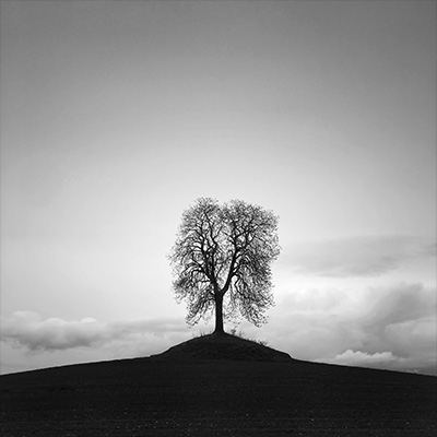 Apperçu d'une photo d'un arbre solitaire en pleine campagne auvergnate, par BrÖk